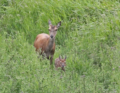 Roe Deer with fawn (Capreolus capreolus) Alan Prowse